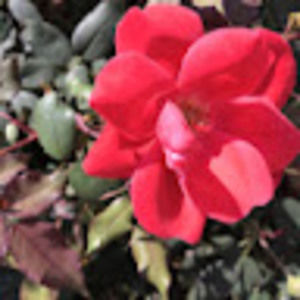 Meet your Posher, Sofia